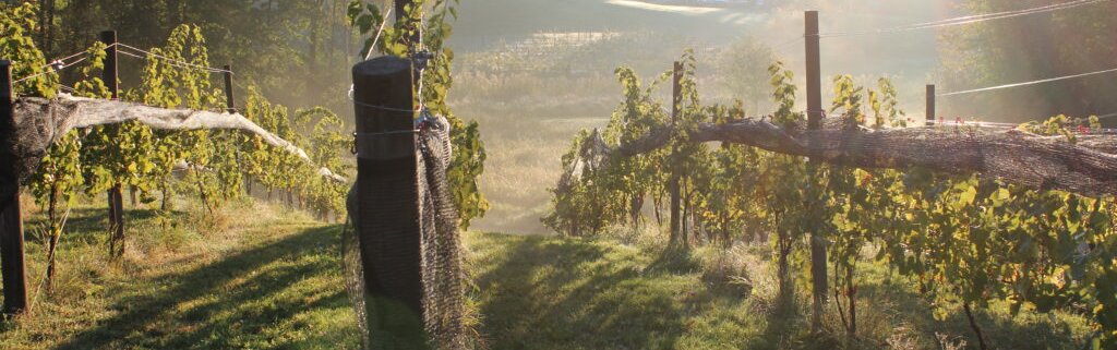 Lower-Vineyard-1024x683